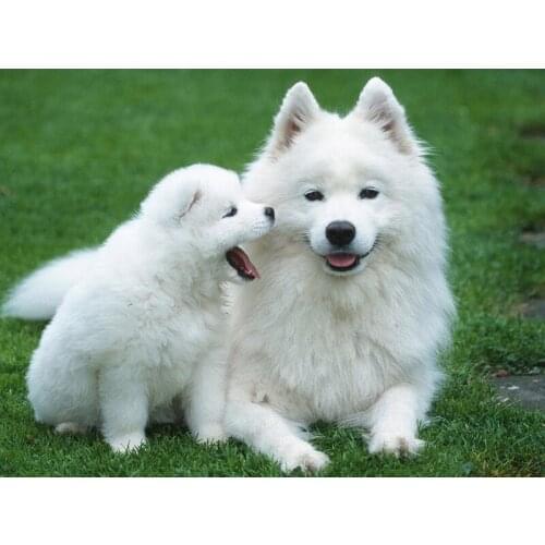 5d Diamond Painting For Dog Diamond Painting 5D Animals Rhinestones Picture Full Drill Round Diamond Art Embroidery Cross Stitch