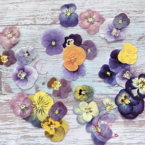 20pcs Pressed Dried Pansy Viola Tricolor L. Flower Plants Herbarium For Jewelry Postcard Bookmark Phone Case Craft DIY