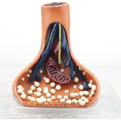 ENOVO Neurosynapse model chemical synapse is used for the anatomy of the human nervous system