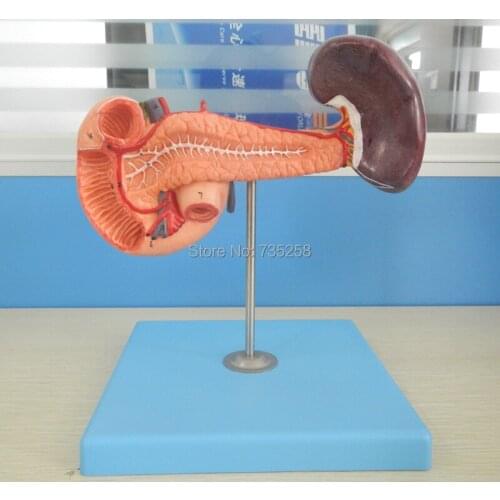 Pancreas with Spleen and Duodenum,Pancreas,Duodenum And Spleen Model