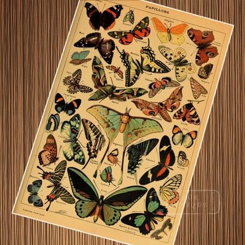 Vintage Butterfly Species Encyclopedias Illustration Retro Poster Canvas Painting DIY Wall Paper Posters Home Decor Gift