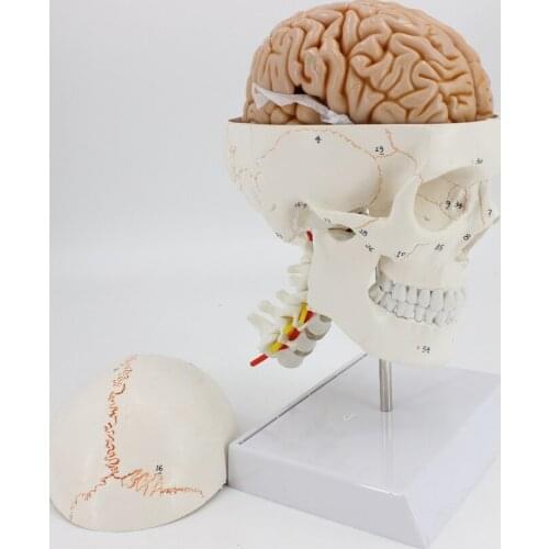 1:1 medical skull model brain anatomical model with digital coding number cervical spine skleotn model