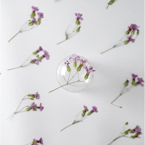 60pcs Pressed Dried Flower Vaccaria hispanica Herbarium Epoxy Resin Face Make UP Nail Art Jewelry Bookmark Phone Case Card DIY