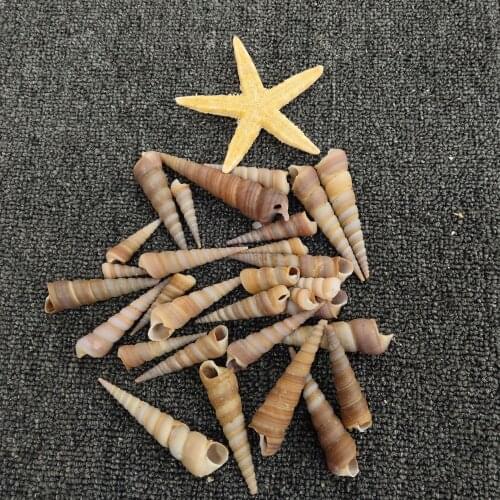 10 PCS/LOT Natural Conch Shell Large Conch Window Decoration Fish Tank Landscape Long Oncomelania Red Oncomelania