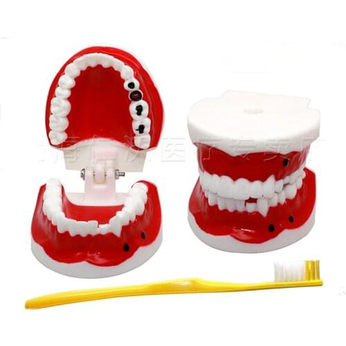 Standards/pathology Dental Model with tooth brush Dentures Kindergarten Brushing Exercises Oral Model
