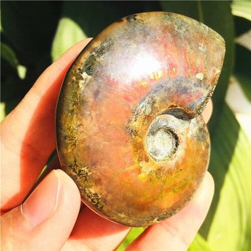 Natural Conch Fossil Rough Stone Iridescent Ammolite Facet Specimen Fossil Madagascar Stone Pendant Necklace Home Craft Decor