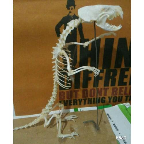 1Pcs Real mink Skull complete animal skeleton specimen