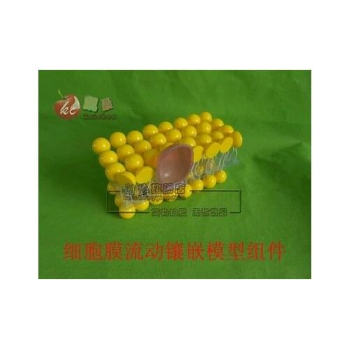 Cell membrane flow mosaic Model component Biological experimental equipment teaching equipment free shipping