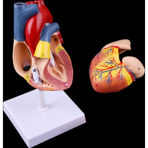 Disassembled Anatomical Human Heart Model Anatomy Medical Teaching Tool