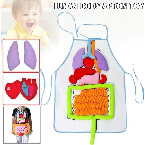 New Infants' Internal Organs Learning Kindergarten Teaching Aids Internal Organs Early Education Teaching Tools Drop Shi