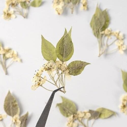 60pcs Pressed Dried Flower Pear Blossom With Stem Herbarium Epoxy Resin Jewelry Bookmark Phone Case Makeup Nail Art Craft DIY