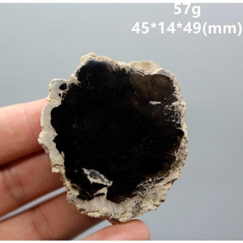 100% Natural Paleontological Fossil Tree Fossil Decoration Silicified Wood Tree Jade Tea Cup Mat Fossil mineral Specimen