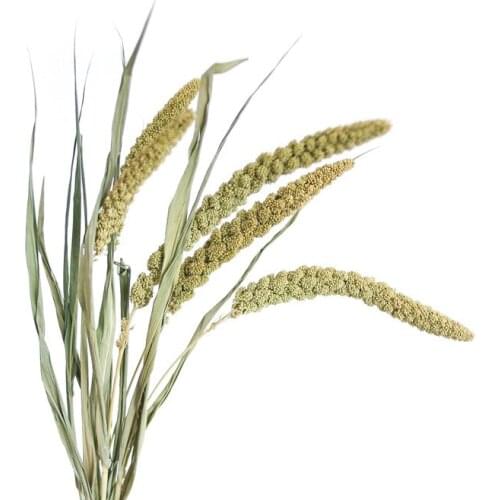 30pcs Millet flower christmas decor real pampas grass natural dried plant ornaments wedding decor flower bunch