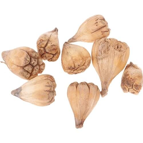 50 Pieces Rustic Natural Dried Flower Fruit Ornaments Buddhas Hand for Vase