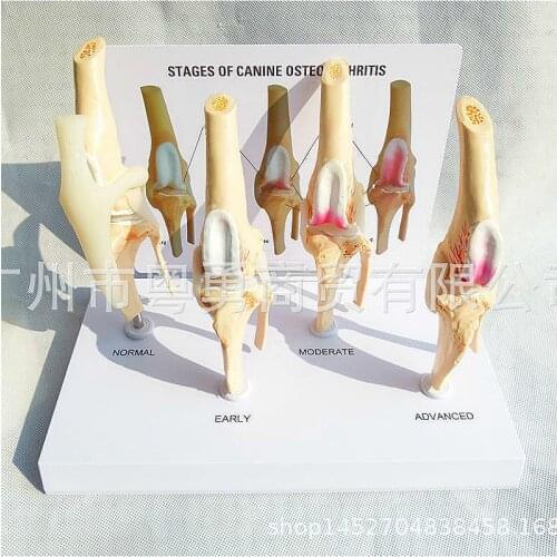 Dog knee joint model dog bone model pet teaching demonstration model Osteoarthritis model 4 stages
