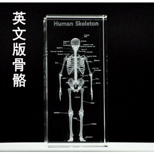 TOP best GIFT - medicine Medical Science Internal medicine Doctor skeleton Bone Figurine 3D Crystal statue -FREE SHIPPING cost