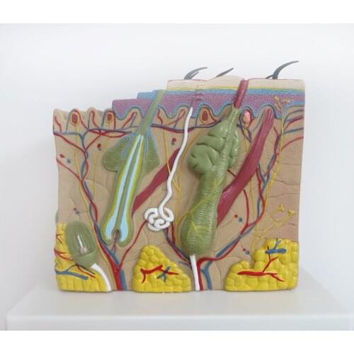 70 times Big skin structure anatomy model Cosmetic skin model Special decoration Clinic personalized decorative Figurines