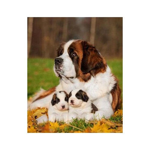 Diy custom photo Diamond painting Cross Stitch Saint Bernard Dog Pet 5d Diamond Embroidery full square round dril