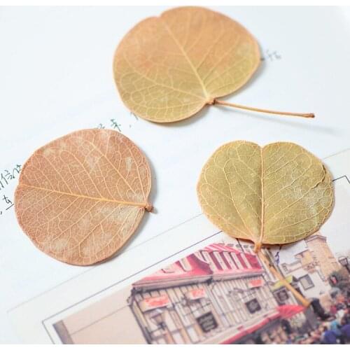 24pcs,Natural Pressed Linden leaves Dried Flower for DIY Art Bookmark Gift Decoration,eternal flower material for gift box