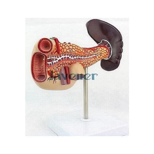 Life Size Human Anatomical Pancreas Duodenum Spleen Anatomy Medical Model