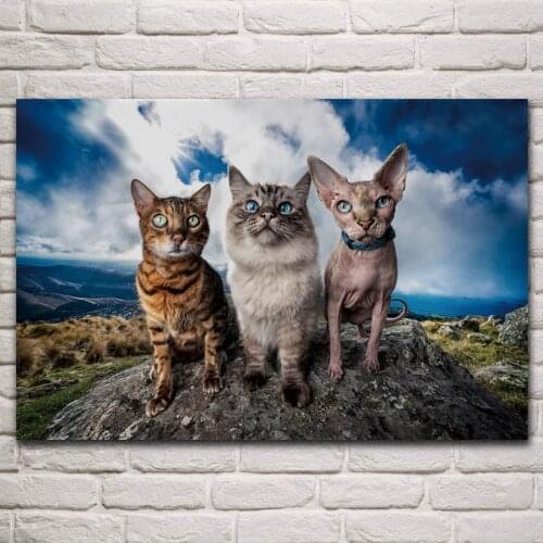 Cute burmese sphinx bengal cat pets animal fanart living room home wall art decor wood frame fabric poster KP019