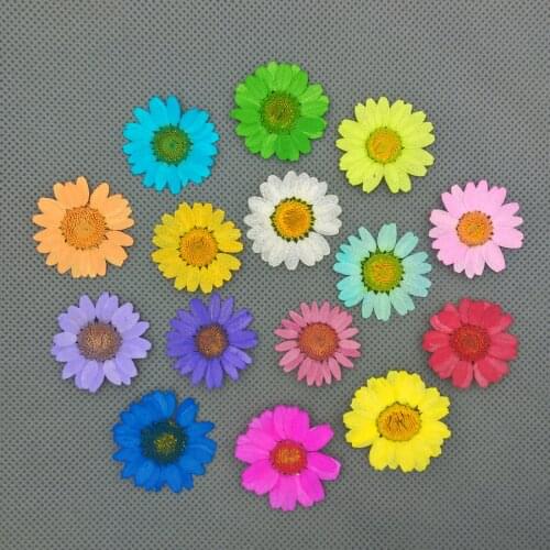 2.5-3cm Chrysanthemum multicaule Natural Dried Flowers DIY Pressed Herbarium Flower Decorative Crafts glass globe filler