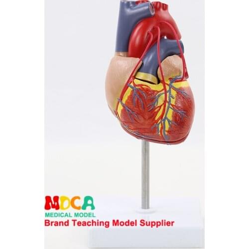 Teaching of Cardiovascular Medicine MXZ003 for Human 1:1 Natural Large Heart Bypass Anatomical Model