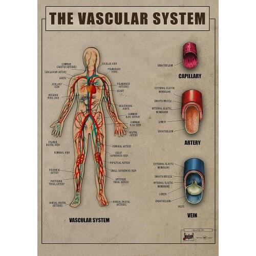 Human Vascular System Art Film Print Silk Poster Home Wall Decor 24x36inch