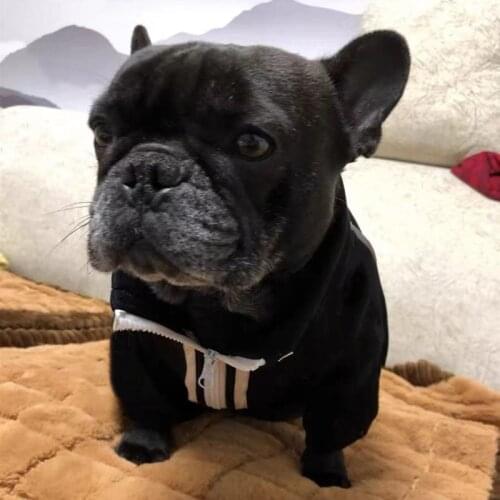 New Style Pet Dog Jacket Clothes Puppy Winter Warm Coat Jacket Sweater For Small Medium Dogs Chihuahua Pug French Bulldog LXC27