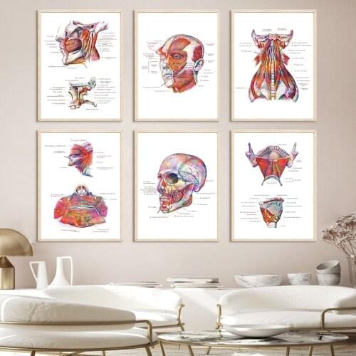 Human Organs Anatomical Medicine Skull Wall Art Canvas Painting Nordic Posters And Prints Wall Pictures For Living Room Decor