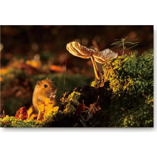 Hamster Mushroom Meadow Animal Non-slip Doormat Bathroom Accessories Set Floor Carpet Home Decor