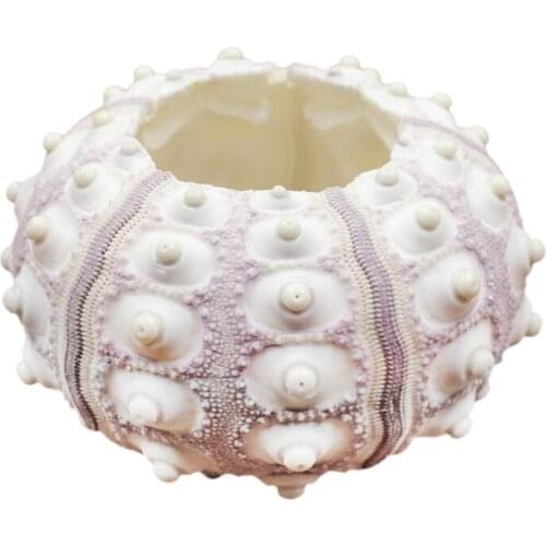 Air Plants Sea Urchin Tabletop Tillandsia Holder Miniature Gardening Decorations Home