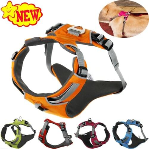 Brother Cat Dog Water Sports Equipment