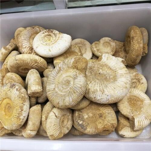 1KG (2.2LB) NATURAL DOUVILLEICERAS AMMONITE FOSSIL CONCH Africa,Wholesales Price