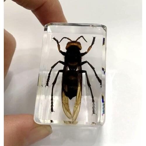 FREE SHIPPING Discount Sale Creative SO 7 Cool Specimen Books Tools Home Decorative Gift