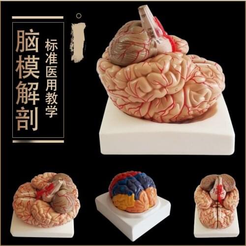 4D assembled human brain anatomical medical model brain structure teaching model