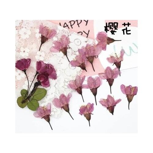 250 Uds prensado y secado Cerezo Sakura flor plantas herbario resina joyería marco para postales teléfono estuche artesanía bric