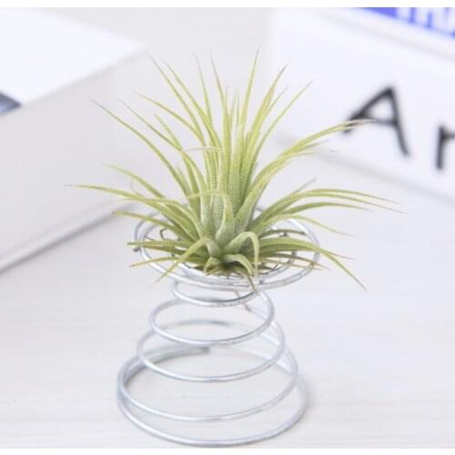 1 Pc Air Plant Spring Wire Tabletop Tillandsia Holder Miniature Gardening Decorations