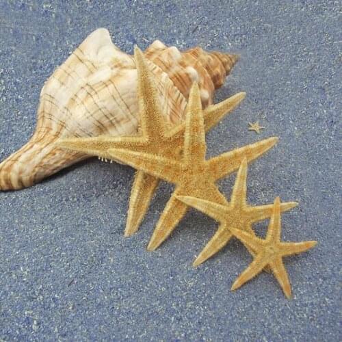 3-8cm yangtz flowers accessories jelly wax