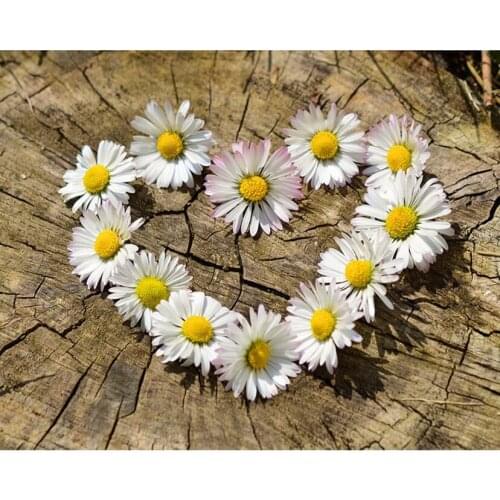 Full Round/square Diamond Painting "white daisy flower garland"5D Diy Diamond Embroidery Rhinestones craft Home Decor new WG235