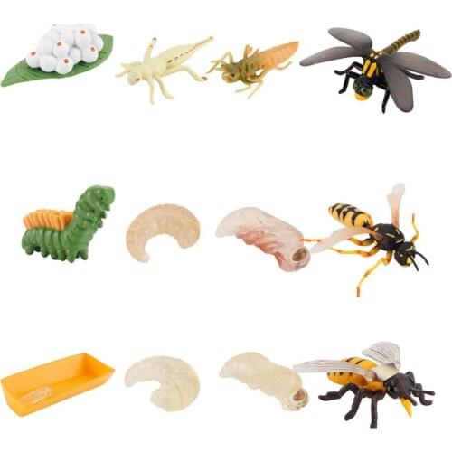 12 Pieces Of Children Cognitive Model Ornaments Dragonfly Wasp Growth Cycle Simulation Bee Insect Life Stage Figure