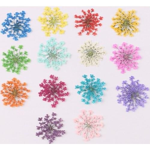 100 pcs Snow bead flower natural dried flower embossed glue phone case DIY nail art dried flower photo face decoration