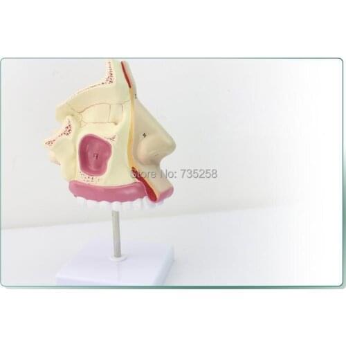 Nasal Anatomy Model,Nasal Structure Model,Nose Model,Nasal Bone