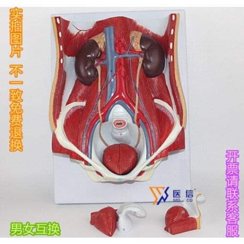 Urinary system abdominal wall model Urinary system kidney Anatomical bladder model with number marks