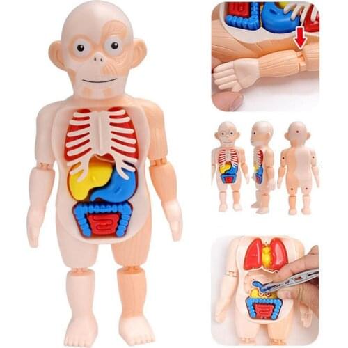 Kid Montessori 3D Puzzle Human Body Anatomy Model Educational Learning Organ Assembled Toy Body Organ Teaching Tool For Children