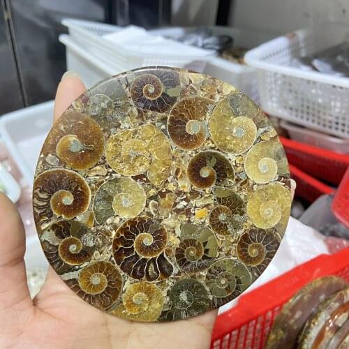 1pcs Natural Polished conch fossil coasters fossil Round plates for home decoration gift