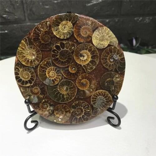 Natural Ammonite Fossil Slice Mineral Specimen Home Decoration And Free Stand