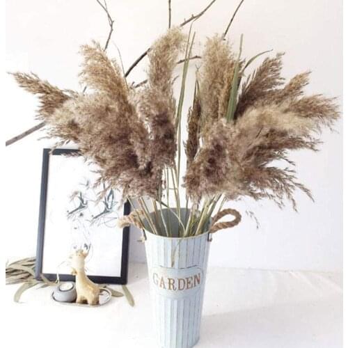 10/15/20 Pcs Real Dried Reed Small Pampas Grass Wedding Flower Bunch Natural Plants Decor Home Decoration Dried Flowers