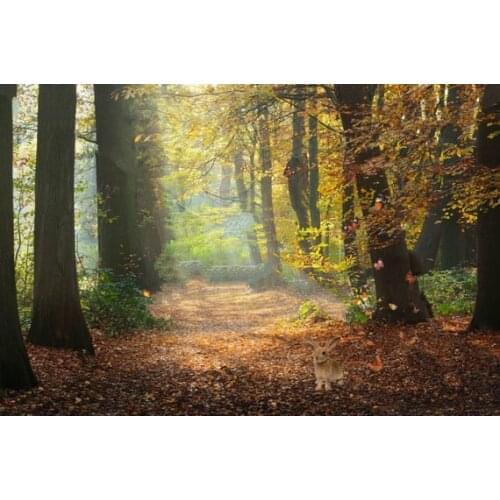 Butterfly forest woodland tree Bunny photo backdrop High quality Computer print wall photography backgrounds