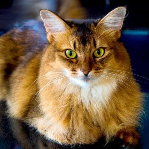 Cat Needlework 3D DIY diamond painting mosaic Home decoration Cross Stitch square drill full diamond embroidery